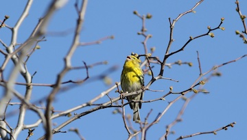 Sortie chants d'oiseaux